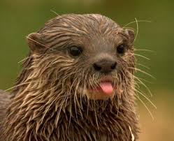 Here's an otter blowing a raspberry. Just for you, Jon.